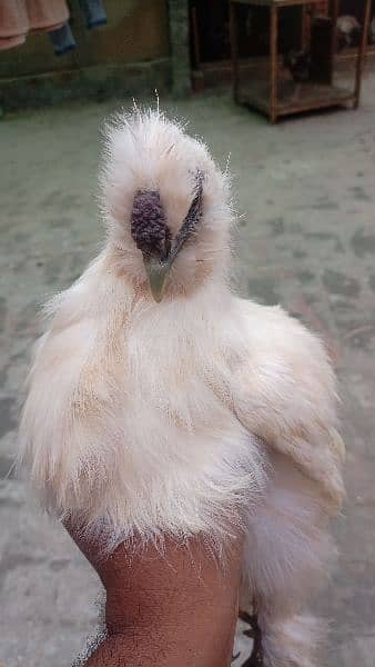 white silkie male 0