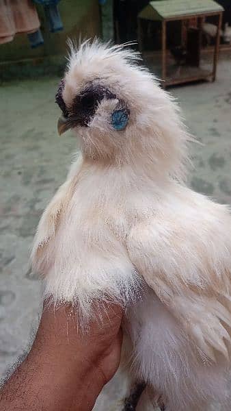 white silkie male 1