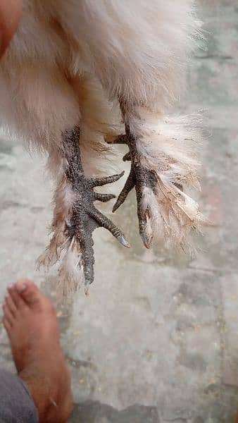 white silkie male 2