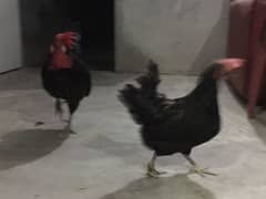 Australorp Female