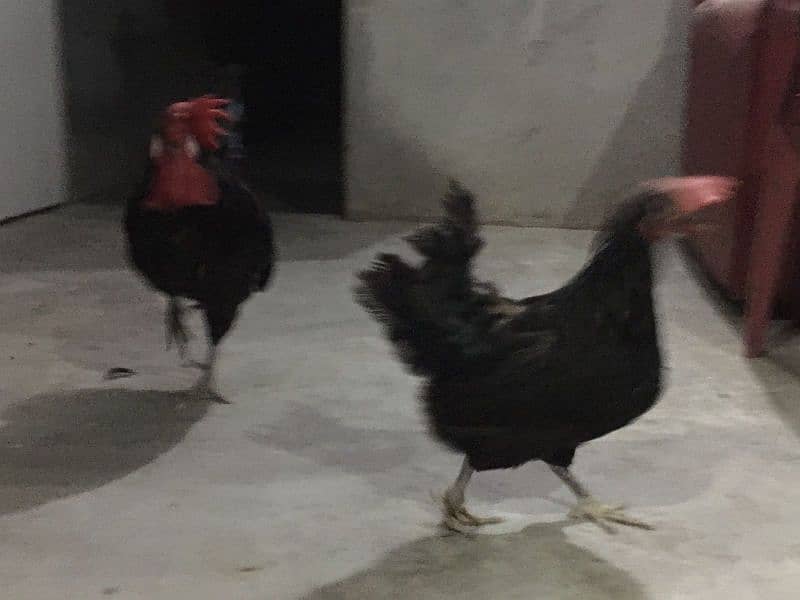 Australorp Pair 0