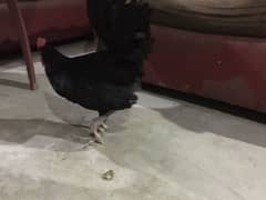 Australorp