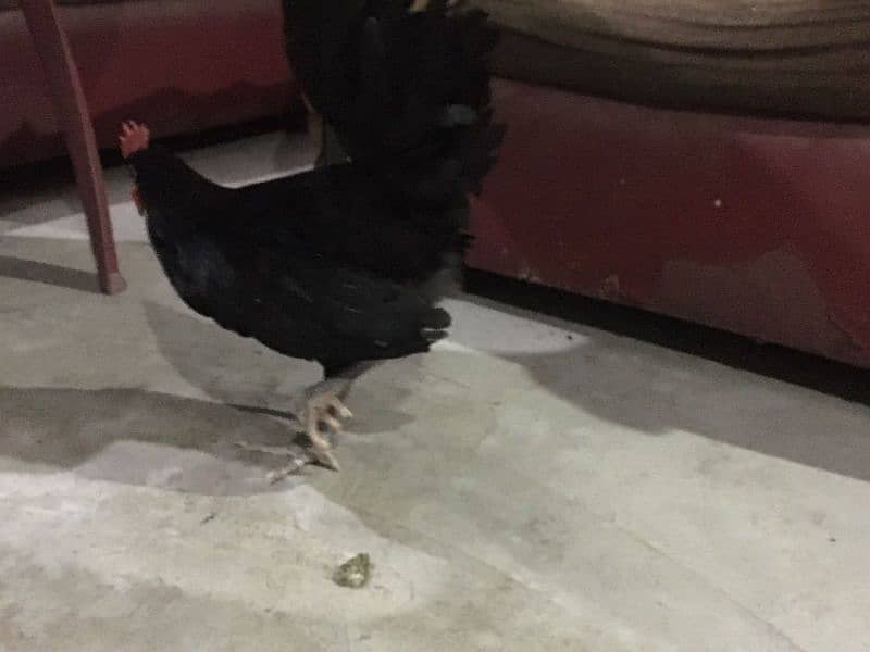 Australorp Pair 3