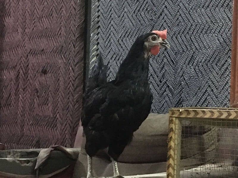 Australorp Pair 4