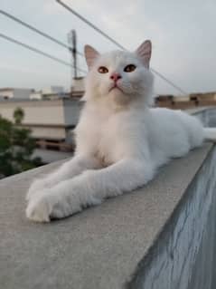 semi persian cat for sale