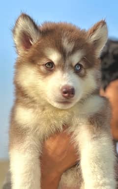 SIBERIAN HUSKY long coat pedigree puppy