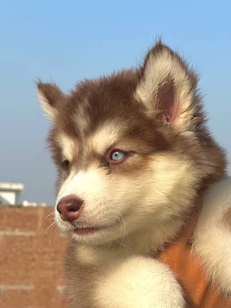 SIBERIAN HUSKY long coat pedigree puppy 1