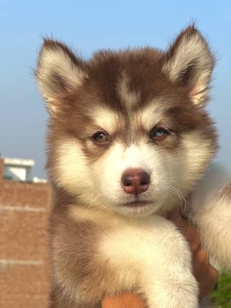 SIBERIAN HUSKY long coat pedigree puppy 2