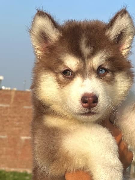 SIBERIAN HUSKY long coat pedigree puppy 3