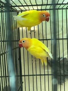 READY TO BREED PAIR FOR SALE 0