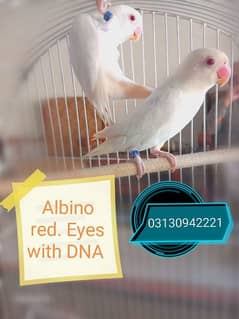 albino red eyes With DNA