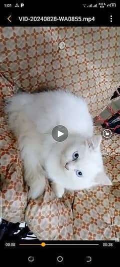 Pure Persian Kittens/Cats Each Kitten Demand Mention