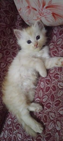 Pure Persian Kittens/Cats Each Kitten Demand Mention 1