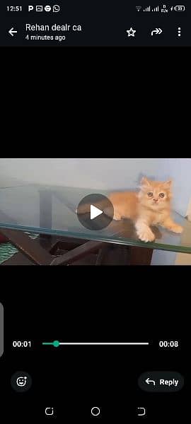 Pure Persian Kittens/Cats Each Kitten Demand Mention 2