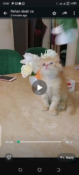 Pure Persian Kittens/Cats Each Kitten Demand Mention 3