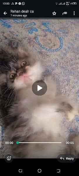 Pure Persian Kittens/Cats Each Kitten Demand Mention 4