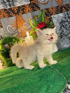 Persian kittens Available