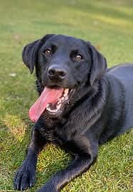 Black labra Dog