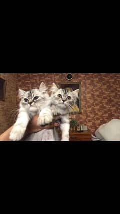 kittens