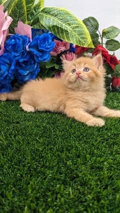 Quality Ginger/Fawn triple coated Persian kitten Male