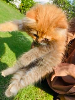 imported cat Persian loving