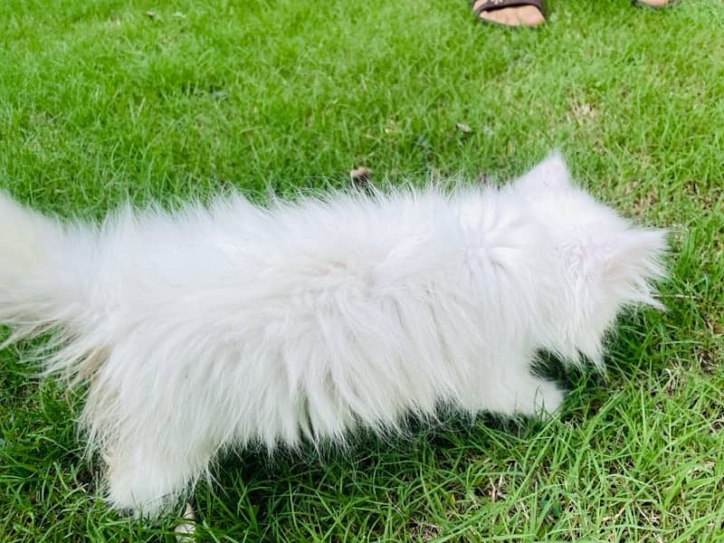 imported cat Persian loving 3