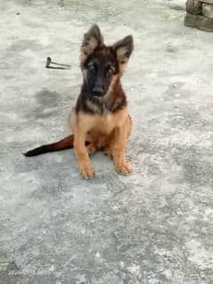 German Shepherd long coat male for sale contact 0