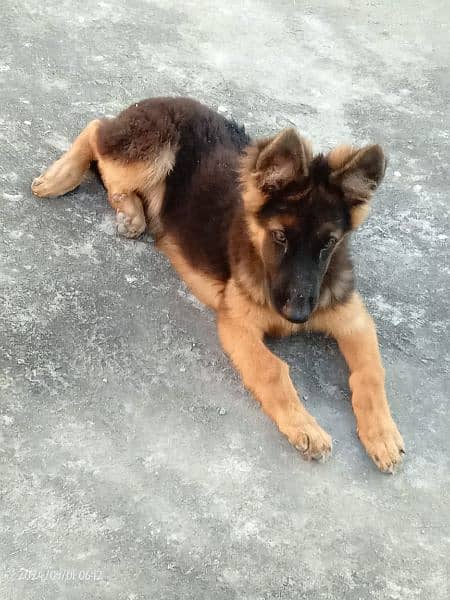 German Shepherd long coat male for sale contact 1