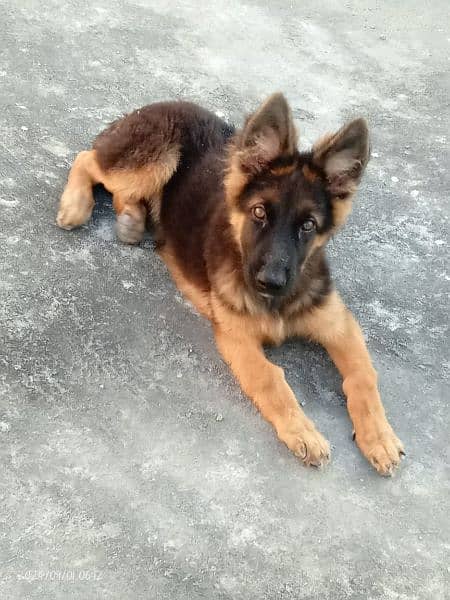 German Shepherd long coat male for sale contact 2