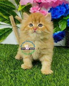 Persian Kittens |Ginger/fawn/white Blue eyes|Triple Coated|Punch face|