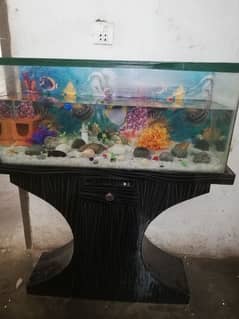 all setup fish aquarium