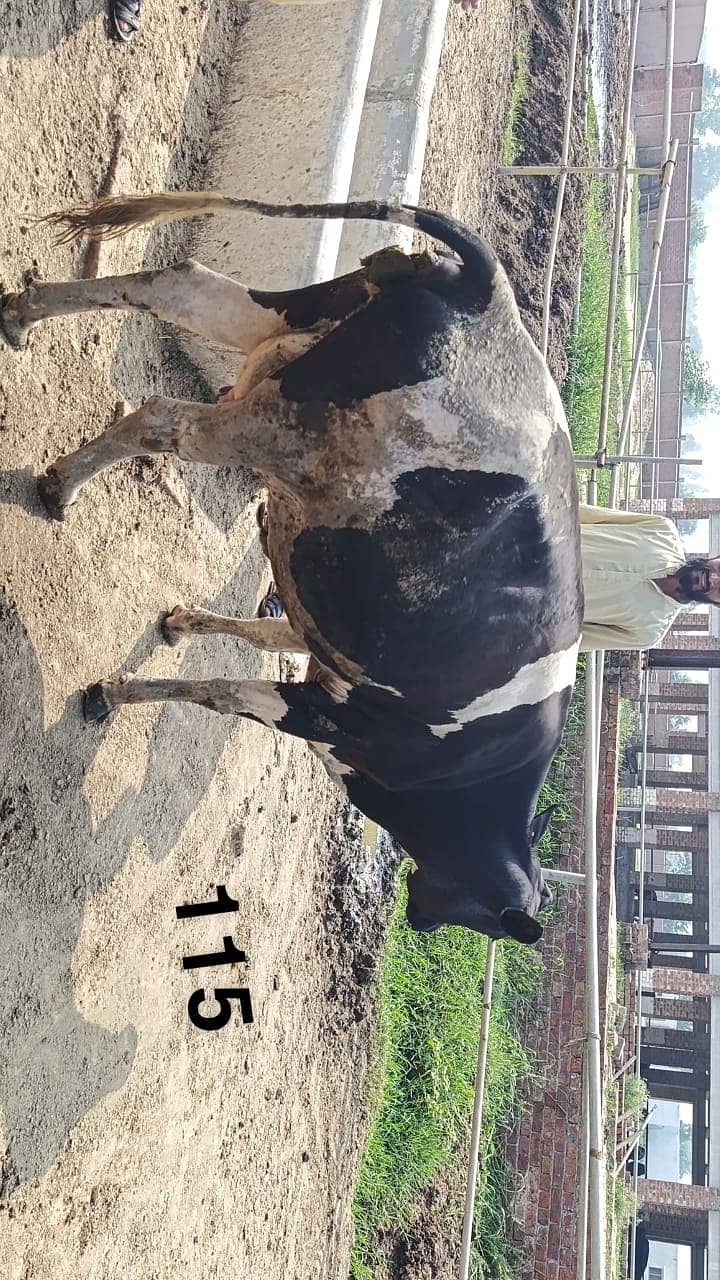 Friesian Cross Cows and Heifers for sale 3