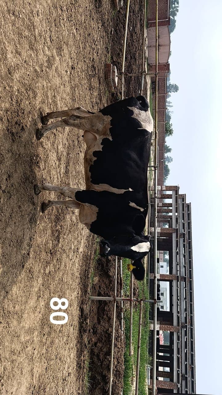 Friesian Cross Cows and Heifers for sale 4