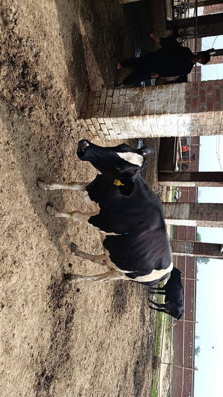 Friesian Cross Cows and Heifers for sale 5