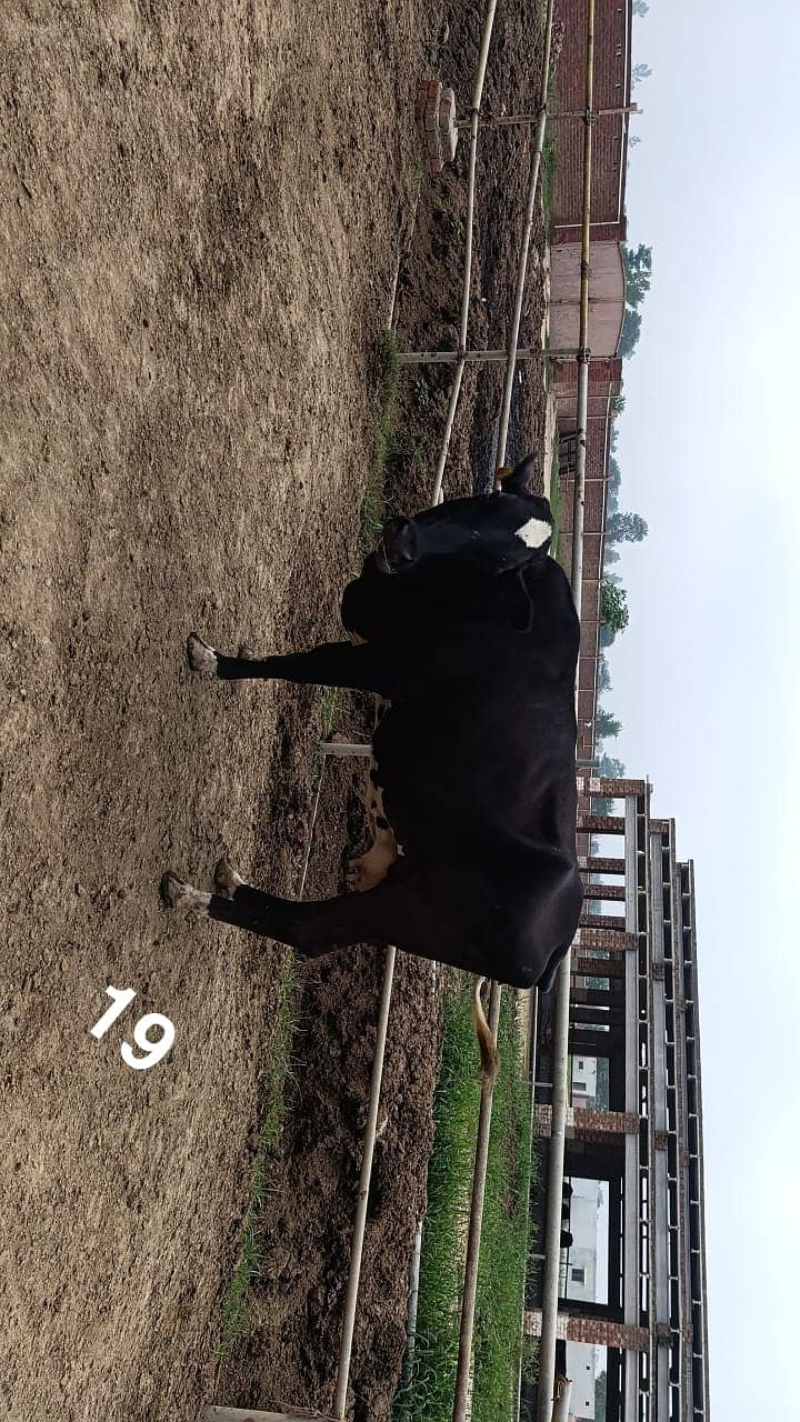 Friesian Cross Cows and Heifers for sale 6