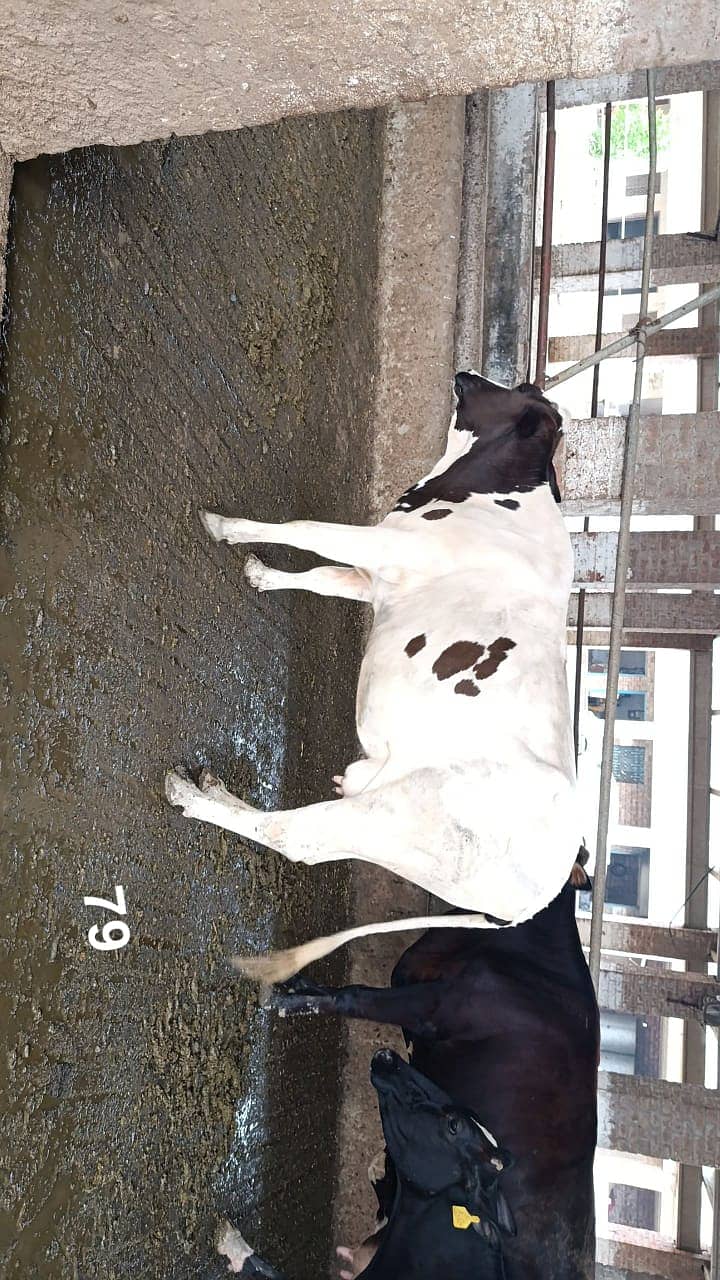 Friesian Cross Cows and Heifers for sale 9