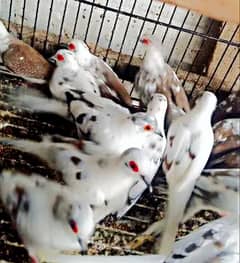 High Quality diamond pied dove breeder pair with chicks