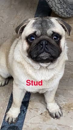 pug for mattingg/cross