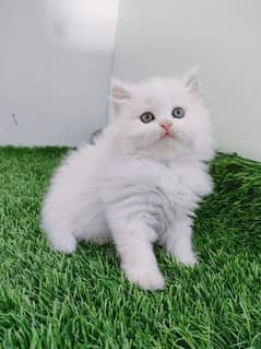 Persian kitten