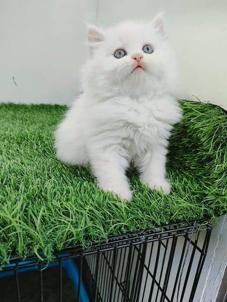 Persian kitten 1