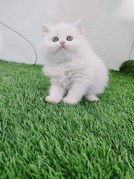 Persian kitten 2