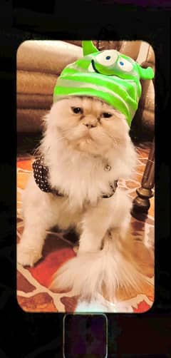 Selling a Persian male cat urgent