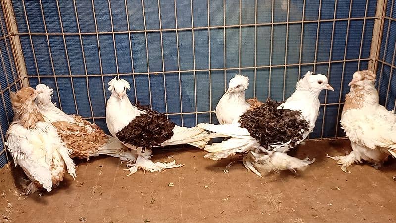 Fancy Pigeons For sale European class 12