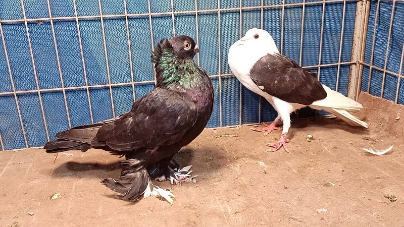 Fancy Pigeons For sale European class 13