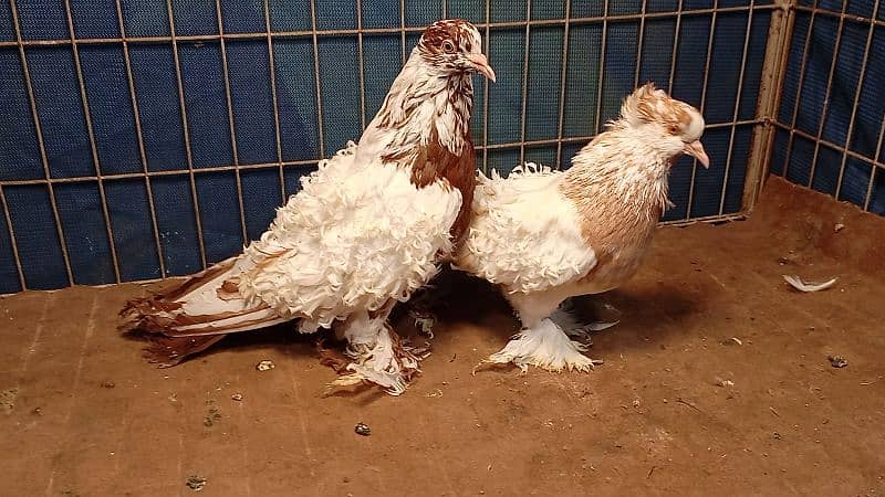 Fancy Pigeons For sale European class 14