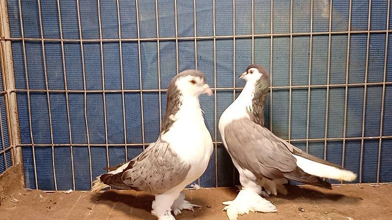 Fancy Pigeons For sale European class 15