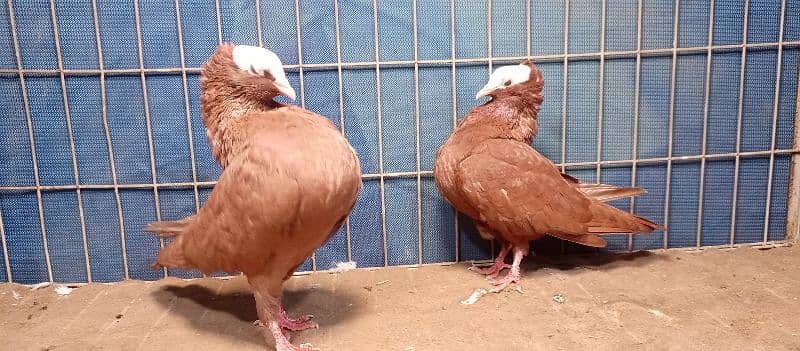 Fancy Pigeons For sale European class 16