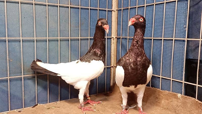 Fancy Pigeons For sale European class 17