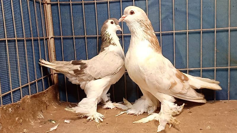 Fancy Pigeons For sale European class 18