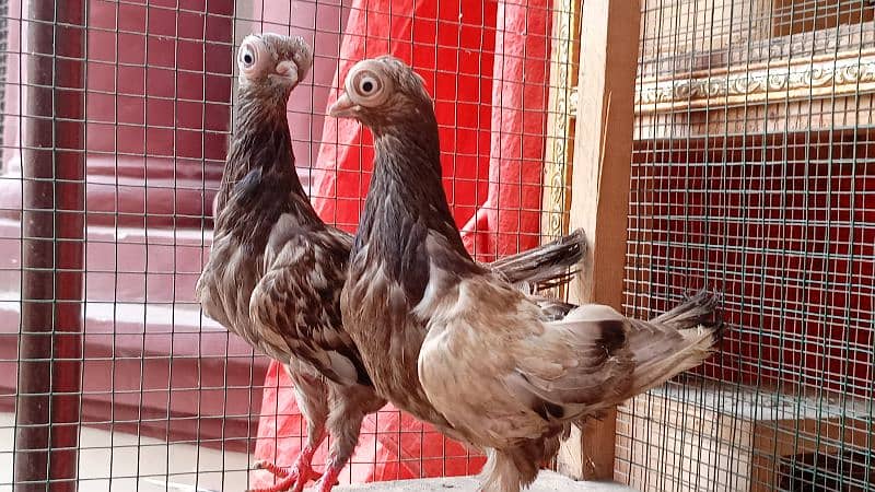 Fancy Pigeons For sale European class 19